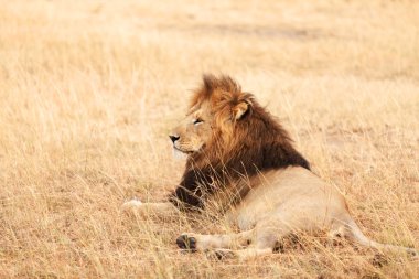 Masai Mara erkek aslan