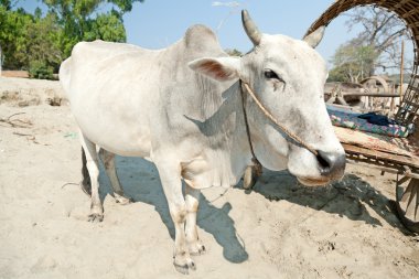 Mingun, Myanmar öküz