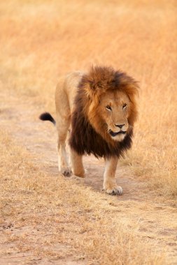 Masai Mara erkek aslan