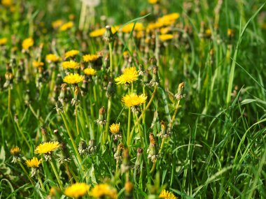 Arka plan üzerinde yaz çiçek