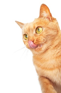 Kopya alanı ile yalama kedi