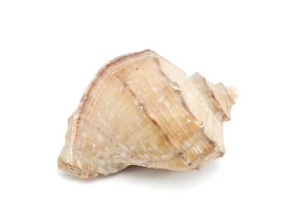 Shell on  white  background — Stock Photo, Image