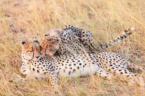 Ghepardi a Masai Mara, Kenya — Foto Stock