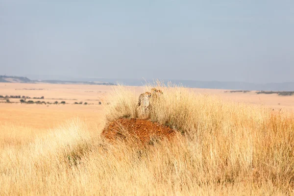 Masai Mara erkek çita — Stok fotoğraf