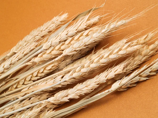 Raw Wheat on background — Stock Photo, Image