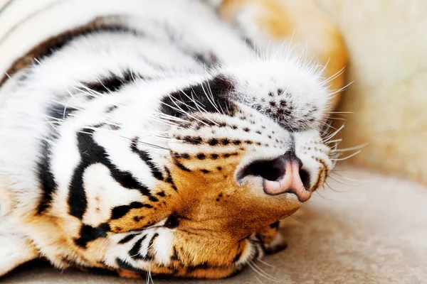 Sleeping tiger close up — Stock Photo, Image