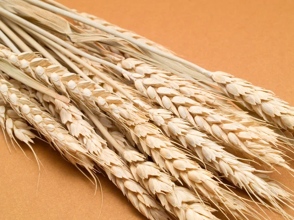 Raw Wheat on background — Stock Photo, Image