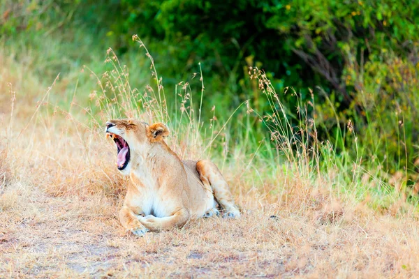 Female lion yawning, Masai Mara — Stock Photo, Image