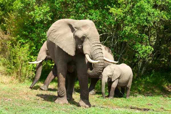 Sloni v masai mara — Stock fotografie