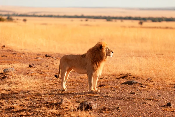 Leão macho em Masai Mara — Fotografia de Stock