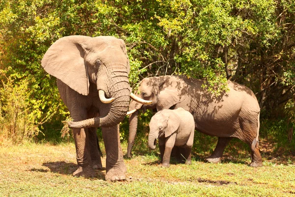 Sloni v masai mara — Stock fotografie