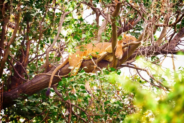 Sleeping lion on a tree — Stock Photo, Image