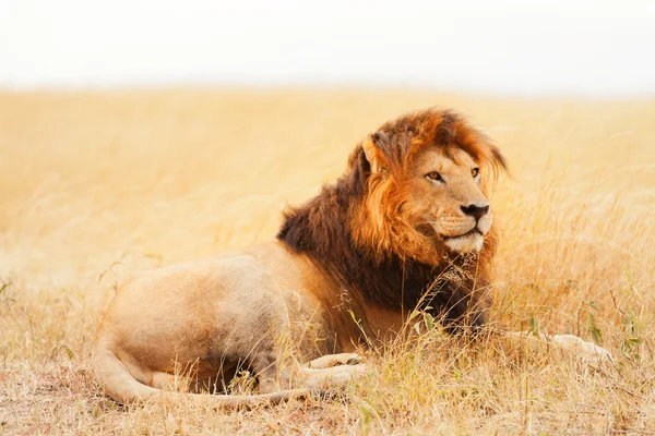 Мужской лев в Масаи-Маре — стоковое фото