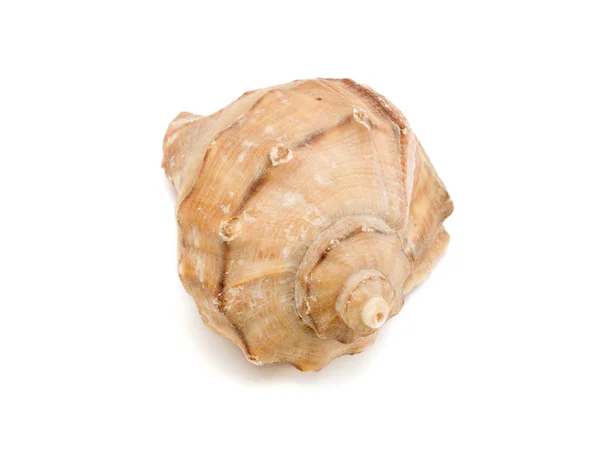 Shell on  white  background — Stock Photo, Image