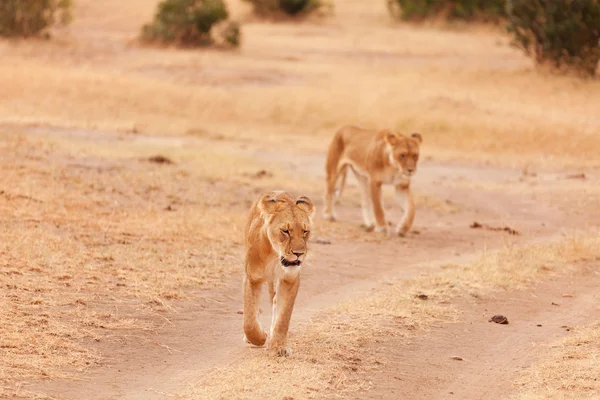 Lionesses Masai Mara, Kenya — Stok fotoğraf