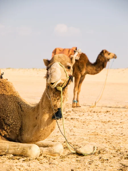 Kameler i öknen — Stockfoto