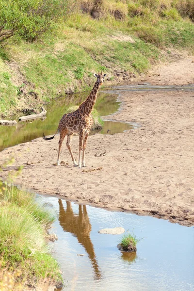 Masai Mara zürafa — Stok fotoğraf
