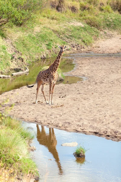 Jirafa en Masai Mara — Foto de Stock