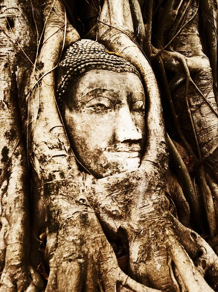 Head of Buddha under  fig tree — Stock Photo, Image