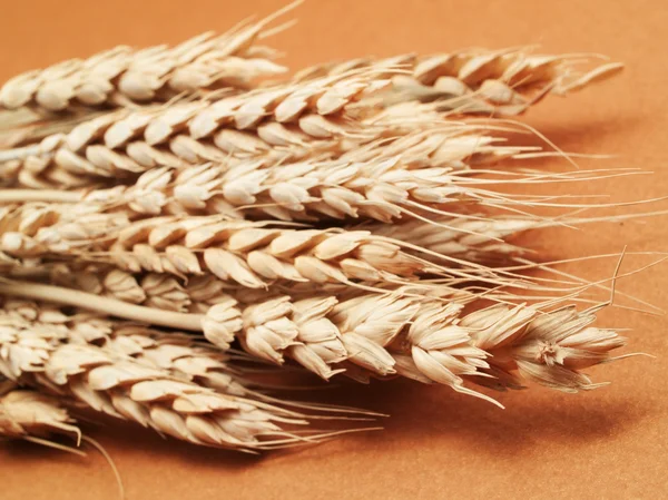 Raw Wheat on background — Stock Photo, Image