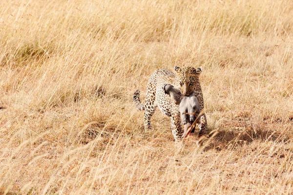 Masai Mara kadın leopard — Stok fotoğraf