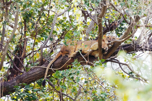Lioness sleeping  on a tree