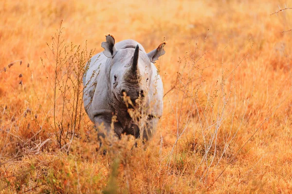 Siyah gergedan Nakuru Park — Stok fotoğraf