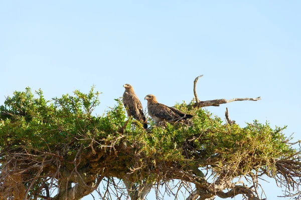 Tawny Eagle, Masai Mara — Stock Photo, Image