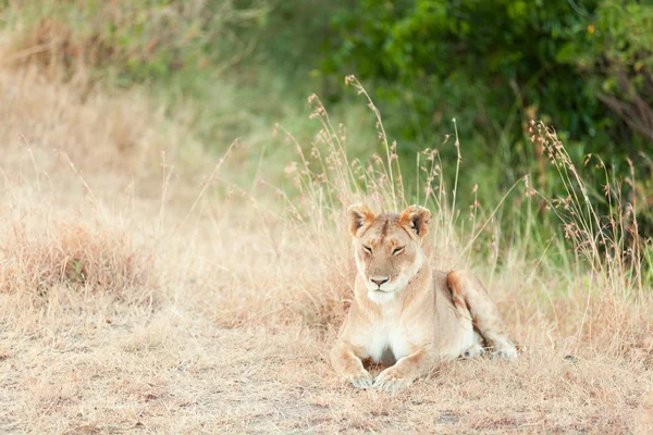 Vrouwelijke Leeuw in Masai Mara — Stockfoto