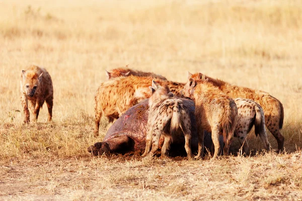 Hyena's eten bidden — Stockfoto