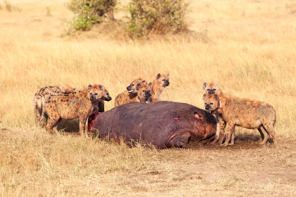 Hyena's eten prooi, Masai Mara — Stockfoto