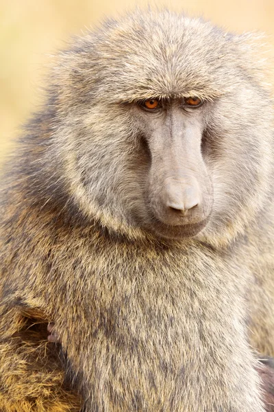 Baboon in Masai Mara — Stock Photo, Image