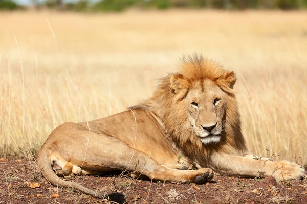 Αρσενικό λιοντάρι στο Μασάι Μάρα — Φωτογραφία Αρχείου