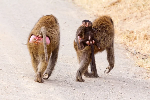Bebé babuino abrazando a su madre , —  Fotos de Stock