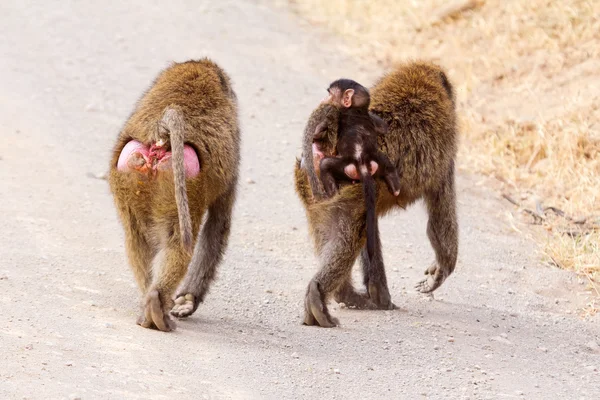 Baby baboon kramar hans mor, — Stockfoto