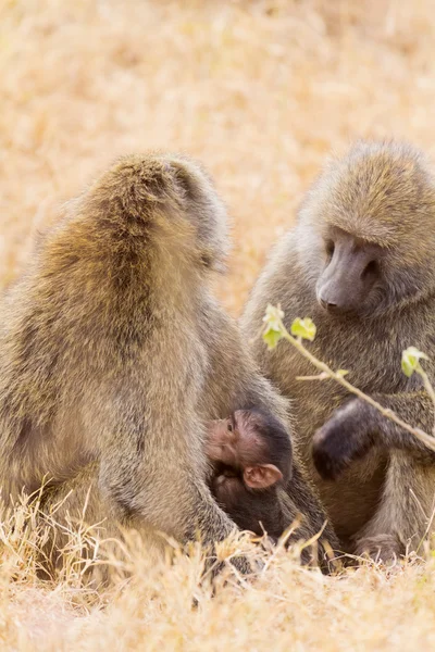 Baby baboon kramar hans mor — Stockfoto