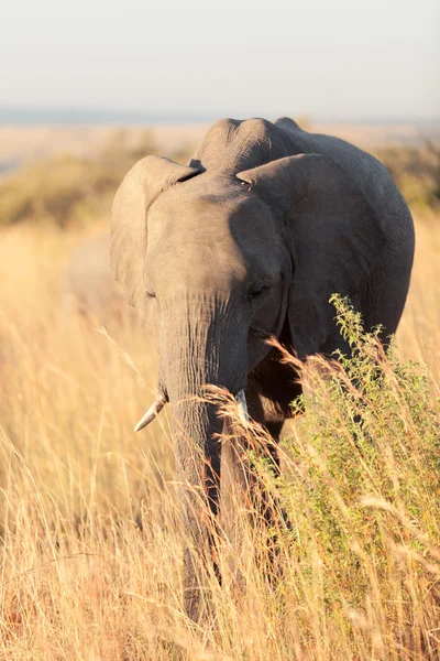 Elefante al atardecer en Amboseli — Foto de Stock