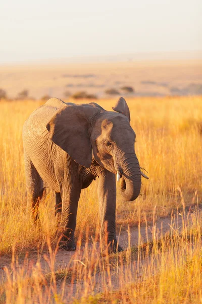 Elephant in Amboseli in Kenya — Stock Photo, Image