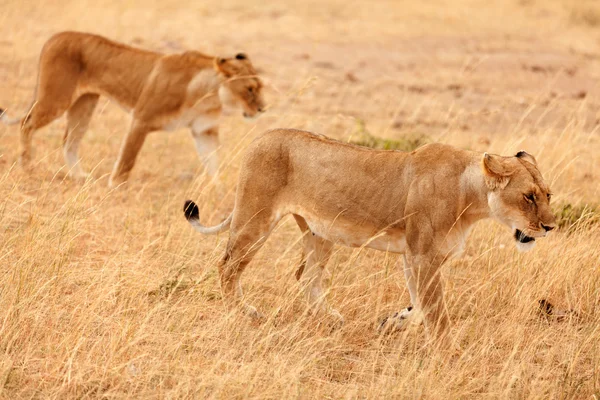 Lionesses in Masai Mara, Kenia — Stockfoto