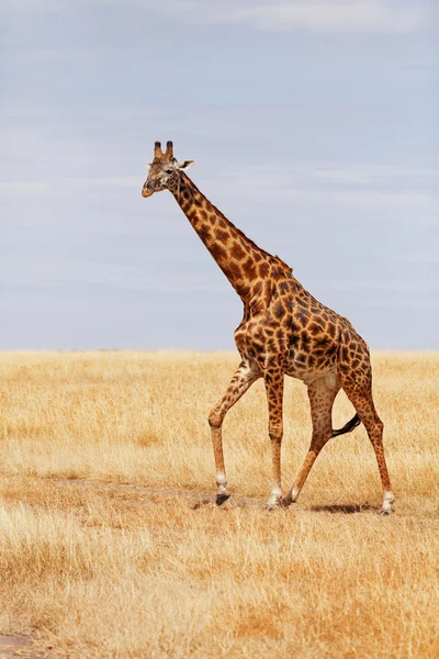 Žirafa v Masai Mara — Stock fotografie