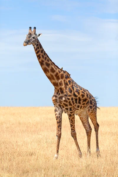 Jirafa en Masai Mara — Foto de Stock