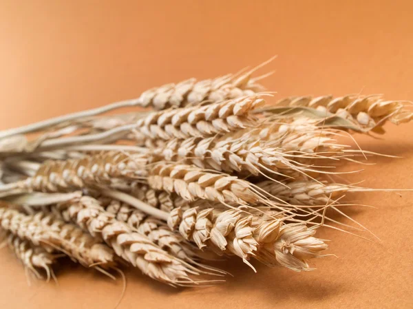 Ears of wheat and seeds — Stock Photo, Image