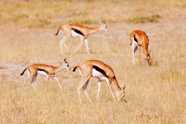 Gazelle de Thomson mangeant de l'herbe — Photo