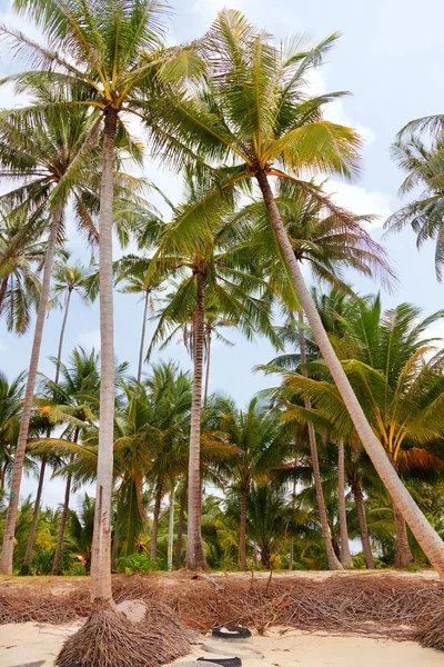 Koh Samui παραλία με τους φοίνικες — Φωτογραφία Αρχείου