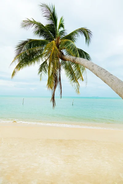 Praia de Koh Samui com palmeira — Fotografia de Stock