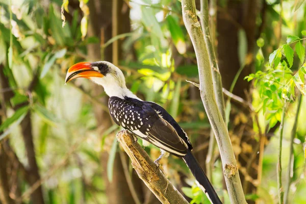 Hornbill at Baringo Lake — Stock Photo, Image