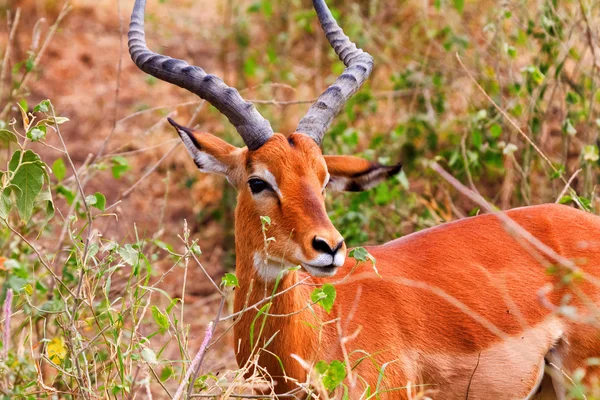 Impala mâle dans le lac Nakuru — Photo