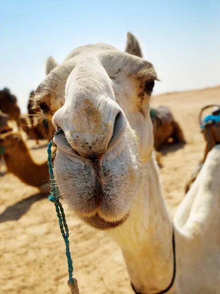 Camel gezicht close-up — Stockfoto