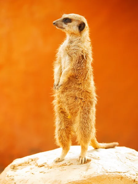 Meerkat se uită în jur — Fotografie, imagine de stoc