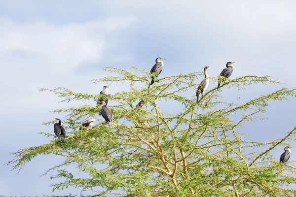 Cormorants on  tree near Naivasha Lake — Stock Photo, Image